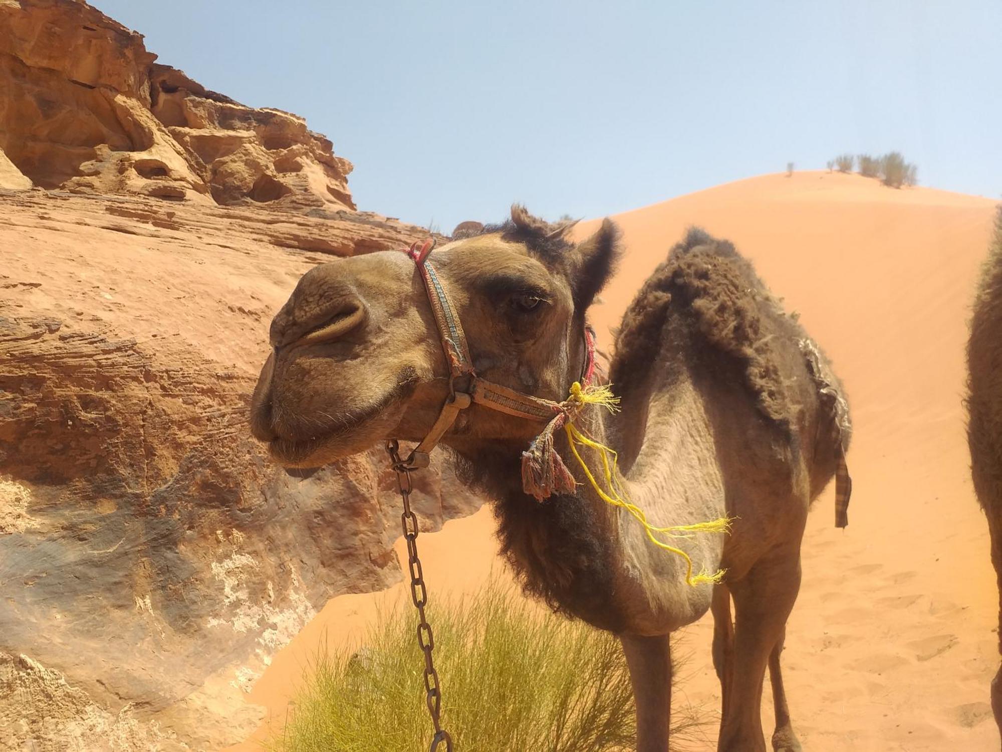 Wild Of Wadi Rum Zewnętrze zdjęcie