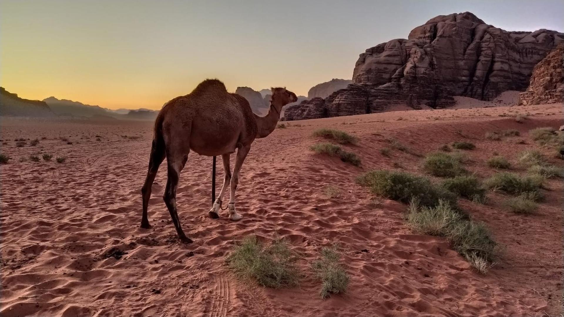 Wild Of Wadi Rum Zewnętrze zdjęcie