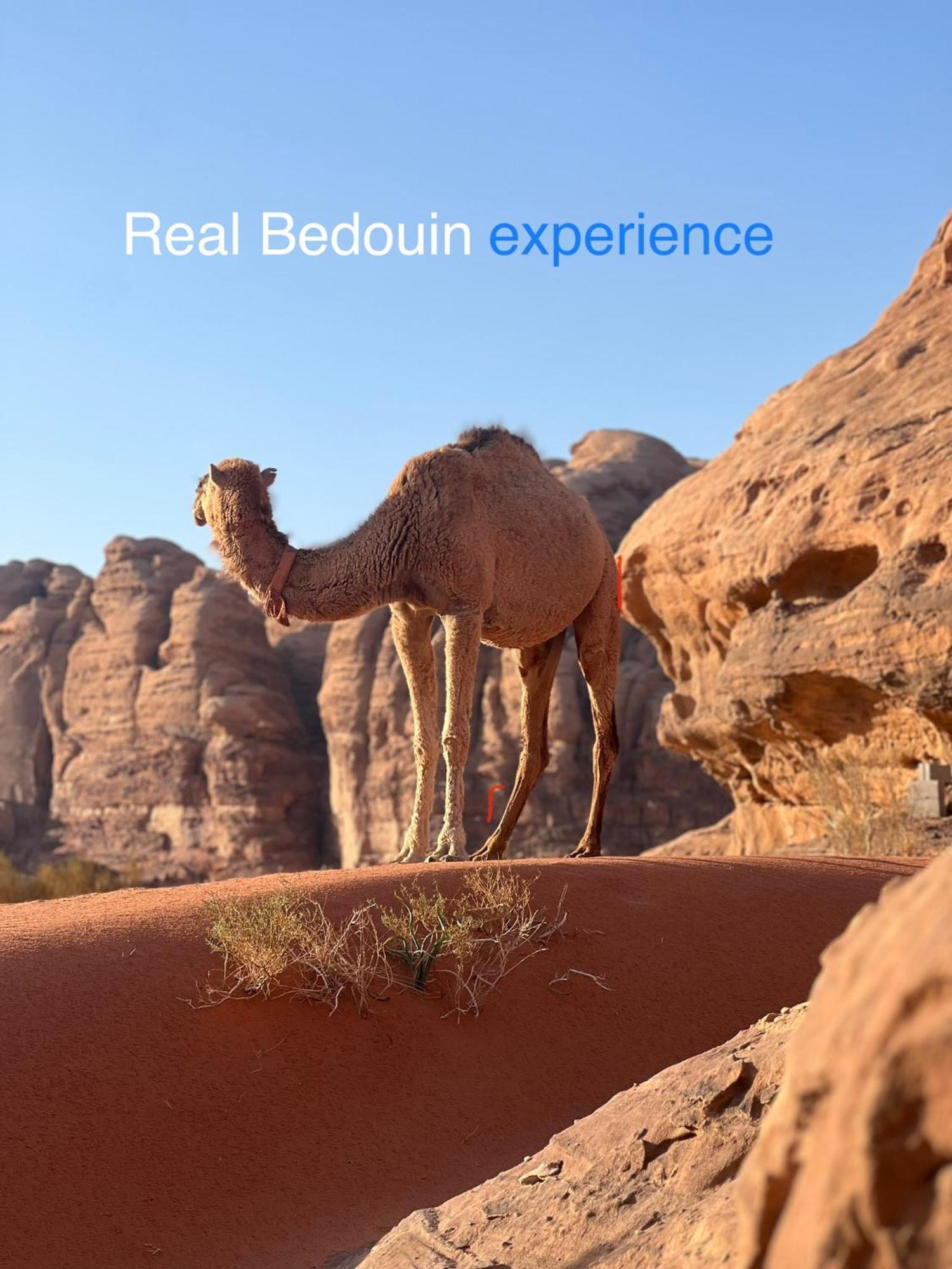 Wild Of Wadi Rum Zewnętrze zdjęcie